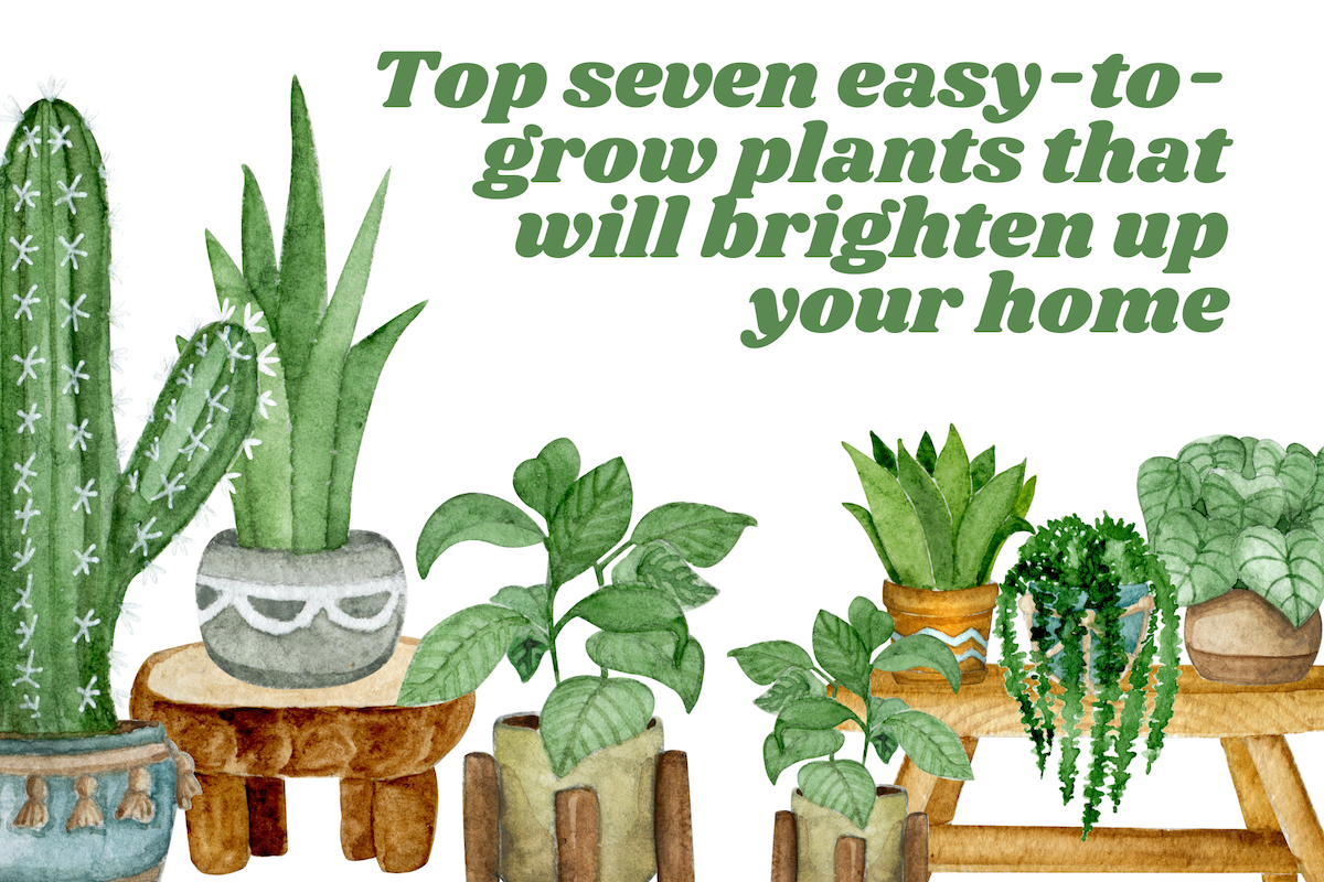 Top seven easy-to-grow plants that will brighten up your home